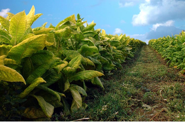 Kentucky Crop Insurance 