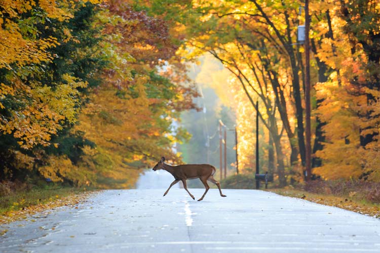 Does car insurance cover hitting a deer in Tennessee