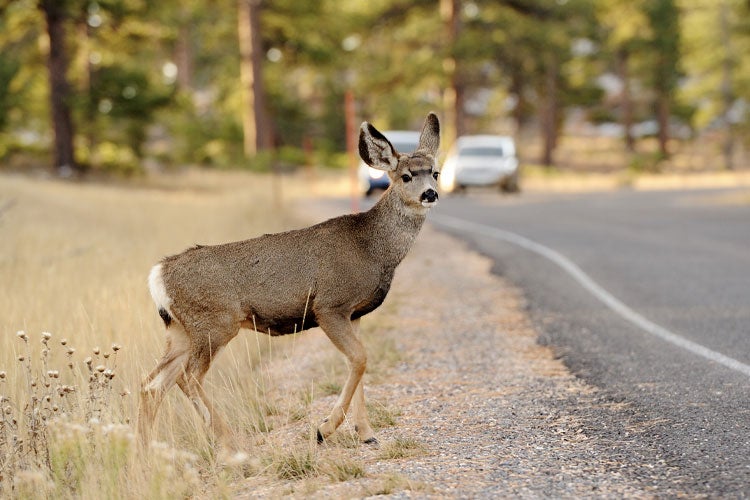 Does Car Insurance Cover Hitting a Deer in Illinois