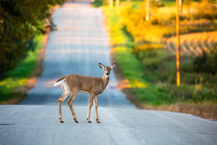 Does car insurance cover hitting a deer in Mississippi