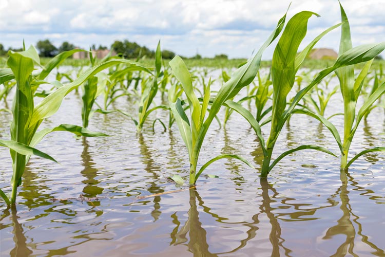 Does Crop Insurance Cover Flooding in Tennessee 