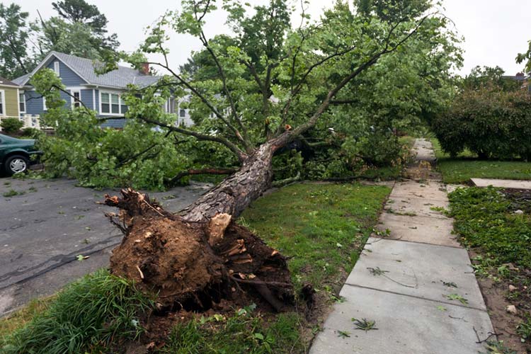 Does homeowners insurance cover tree removal after a storm