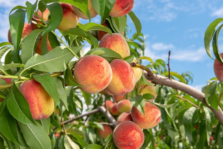 Tennessee Peach Farm Insurance