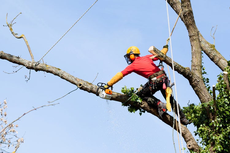 Tree trimmer cutting a tree with a chainsaw. A Tree Trimmer Hit My Tennessee Neighbor's Shed, Who's Responsible?