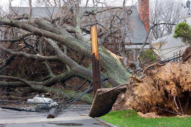Does homeowners insurance cover tree removal after a storm in Kentucky