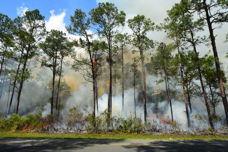 Smoking pine forest fire behind road in north Florida. The Simple Secret to Help Insure Yourself Against Florida Wildfires.