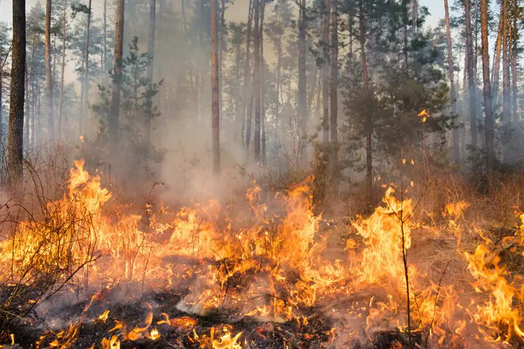 Forest fire and clouds of dark smoke in pine stands. What Kind of Insurance Covers Fires That are Started by Lightning in Kentucky?