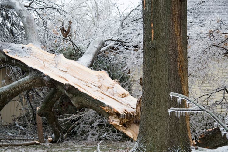 Tree Falls on Two Homes. Who is responsible if a neighbors tree falls on your home in Illinois?