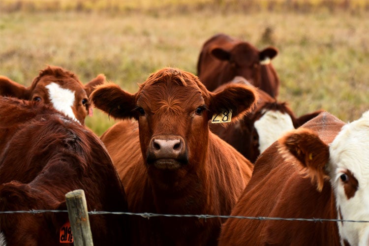 Do I need Livestock Mortality Insurance in South Carolina