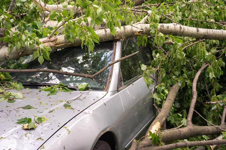 Who's responsible when a neighbors tree fall on your car