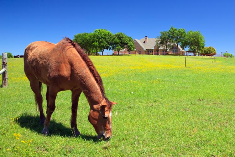 How to insure a horse in South Carolina