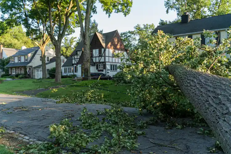 A fallen tree barricaded the street in a small town in New Jersey after a storm. Will My Homeowners Insurance Drop Me If I Make a Claim?