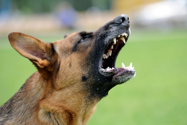 Close-up portrait of an angry dog. Who pays if a neighbor's dog bites me on my property?