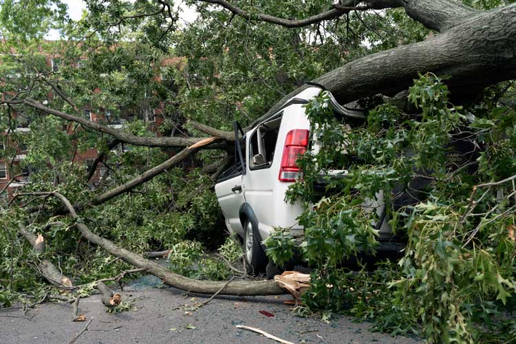 Car trapped under fallen tree after wind storm. Who's responsible if a neighbor's tree destroys my car in Tennessee?