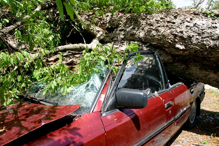 A car with a fallen tree on top of it. If a Neighbor's Tree Falls on Your Car, Who's Responsible?