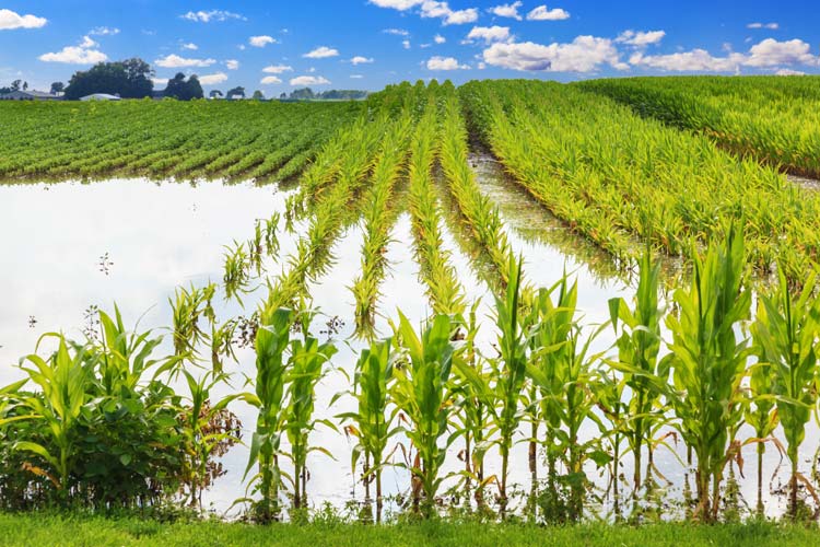 Does Crop Insurance Cover Flooding in South Carolina