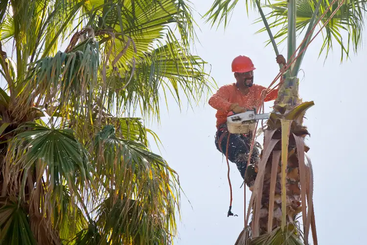Man in tree trimming palm fronds. If My Tree Cutter Drops a Branch on My Neighbor's Shed, Who's Responsible?