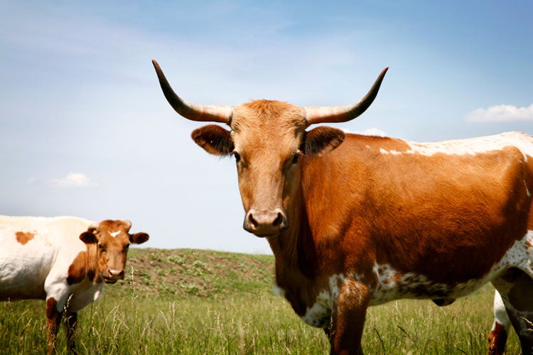 Tennessee Cattle Ranch Insurance