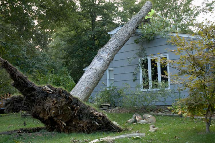 Large tree is shown uprooted by the force of the wind and leaning on the roof of neighbor's house. Who's responsible if a neighbors tree lands on my house in Tennessee? 