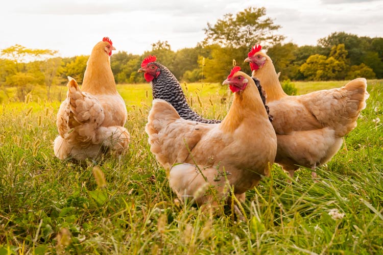 Chicken Egg Farm Insurance in South Carolina