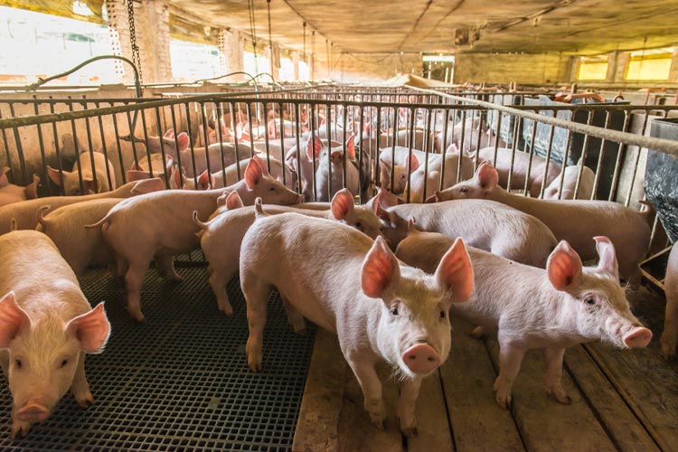 Tennessee Pig Farm Insurance 