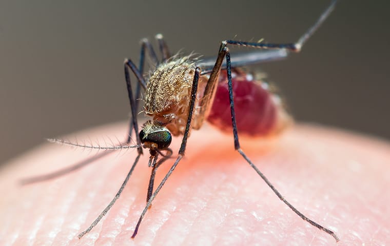 mosquito drinking blood