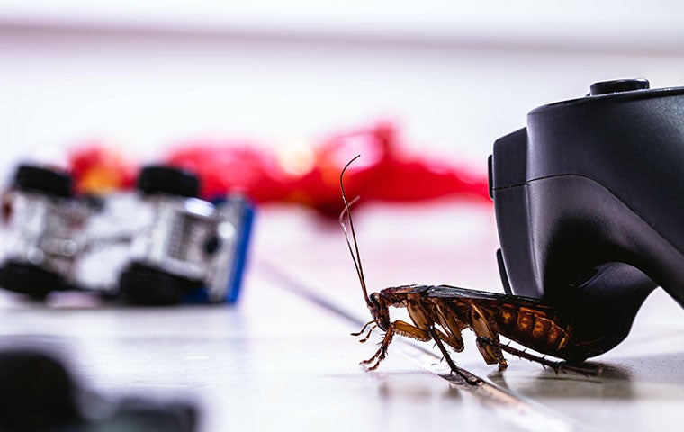 an american cockroach on a living room floor