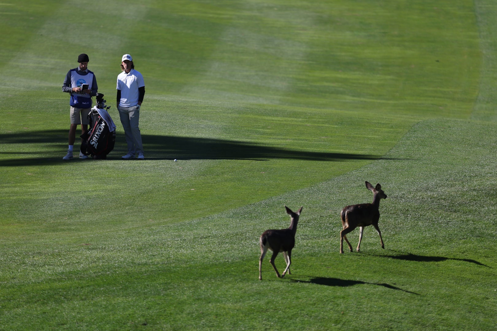 animals on a golf course