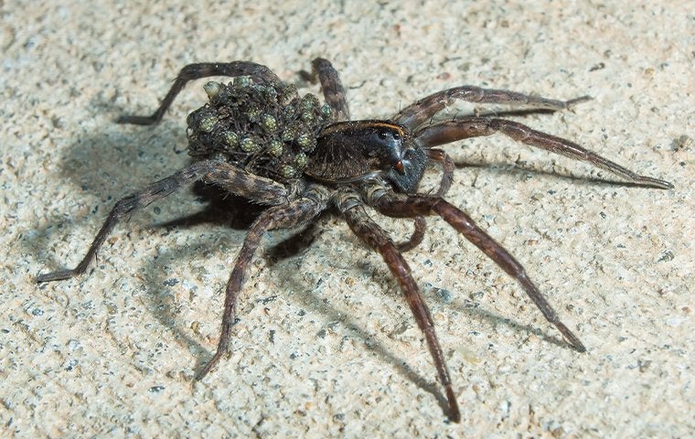 wolf spider crawling on basement