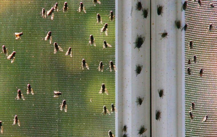 a house fly infestation