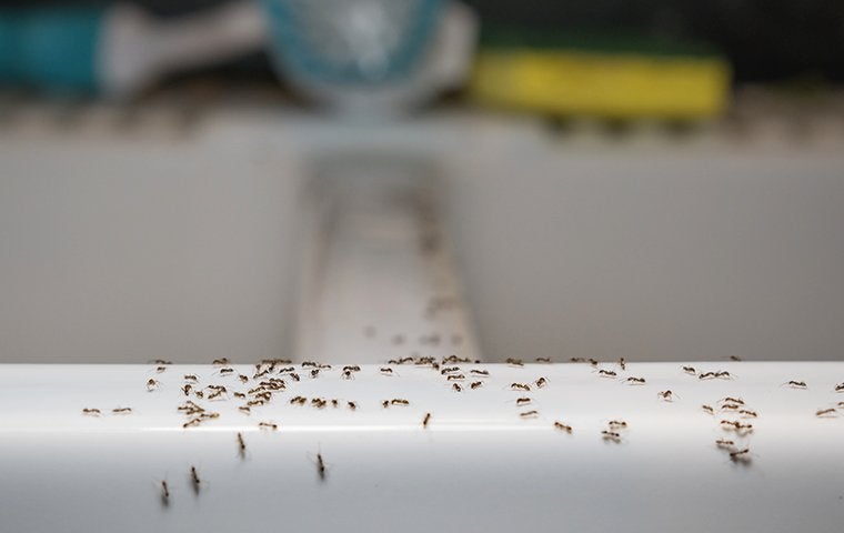 ants in a kitchen sink