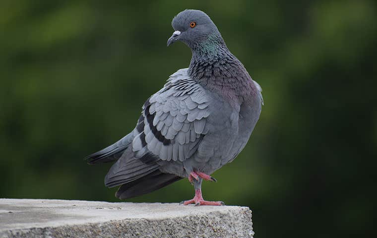 close up of pigeon on cement
