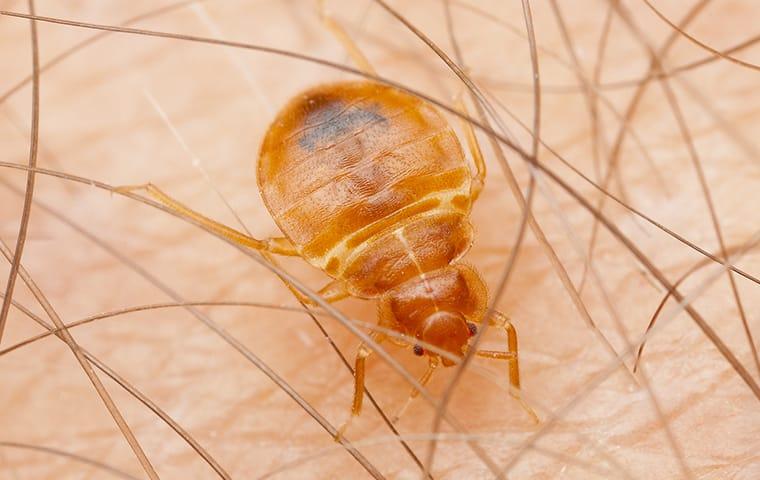 up close image of a bed bug biting skin