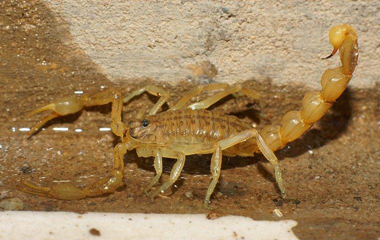 scorpion in a moist basement
