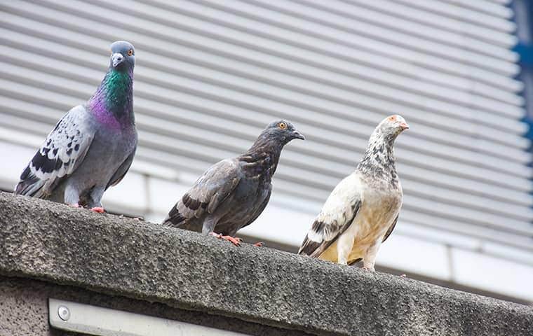 pigeons at a commercial building