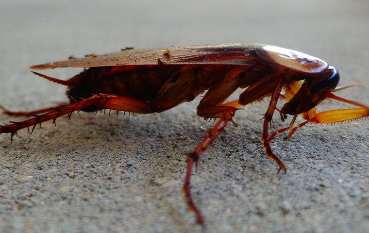 american cockroach in a basement