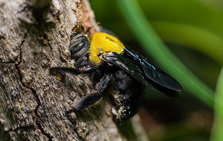 a carpenter bee on wood