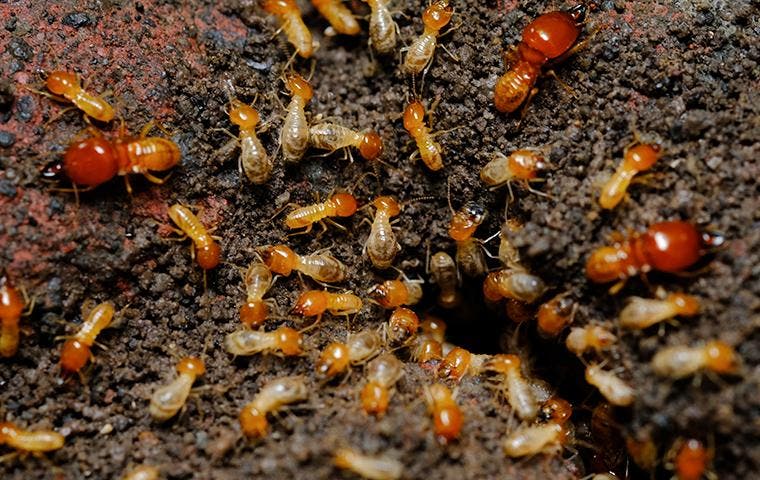 termites swarming out of a hole