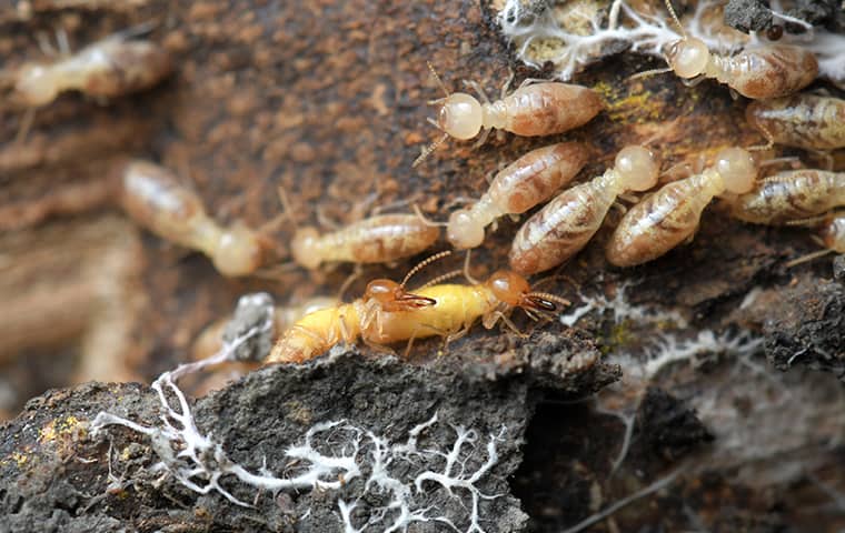termites in tucson