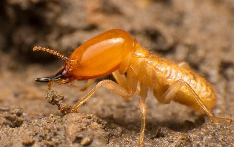 up close image of large termite