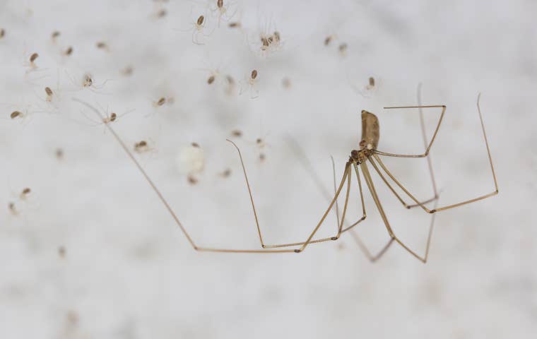 daddy long legs with babies