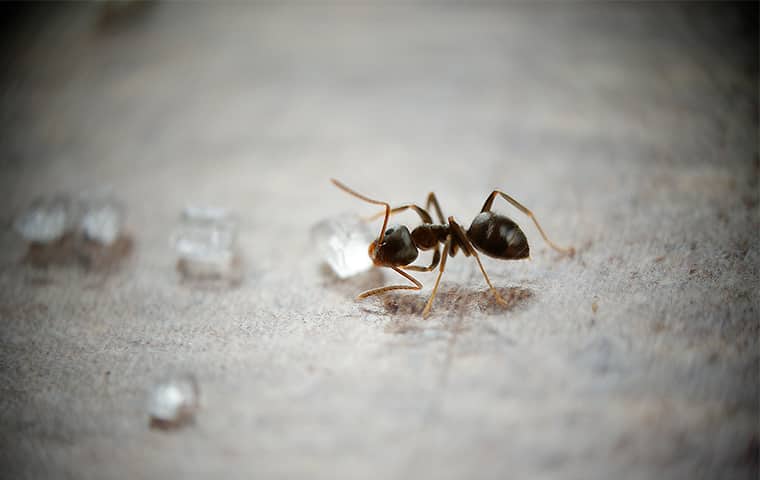 an odorous house ant crawling inside a home