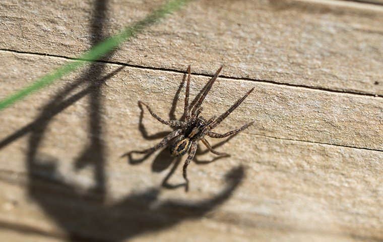 wolf spider on wall outside home