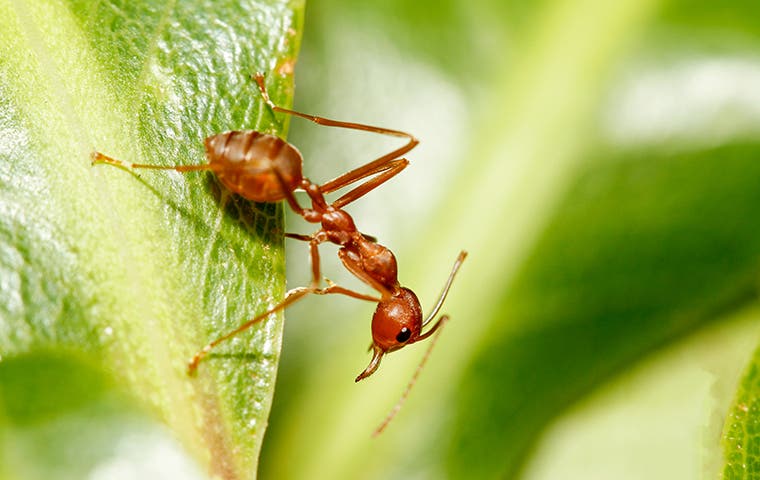 a fire ant crawling on a leaf
