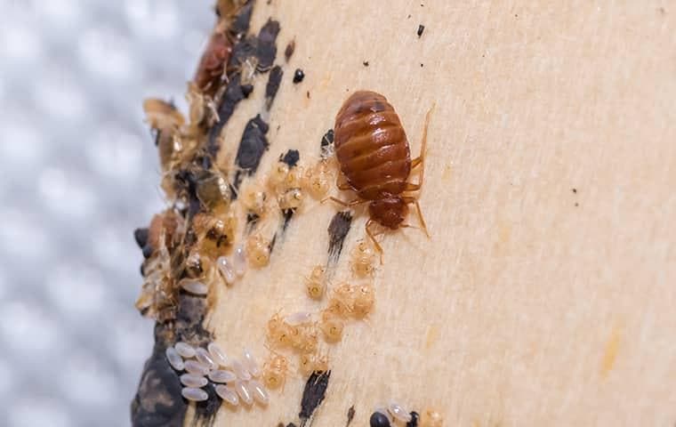 up close image of bed bugs in a mattress