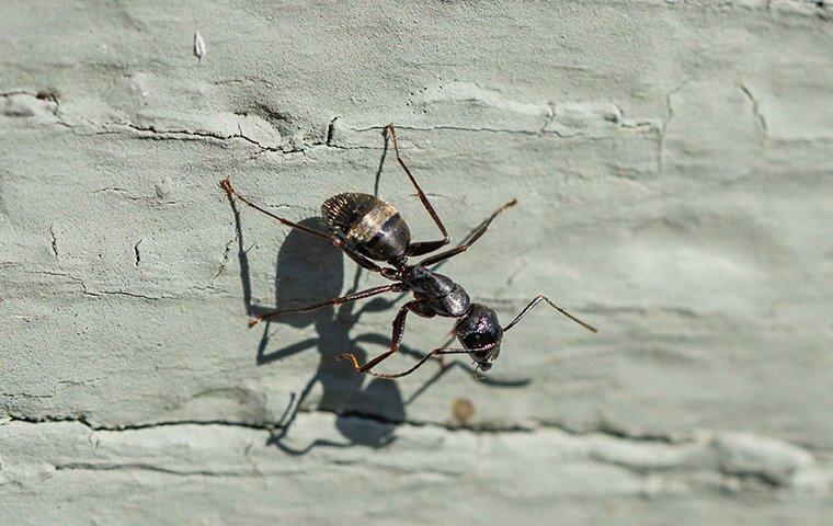 carpenter ant crawling on a home foundation