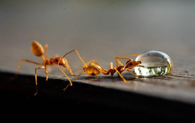 fire ants crawling on a table