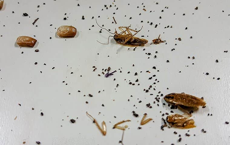 dead cockroaches in a home