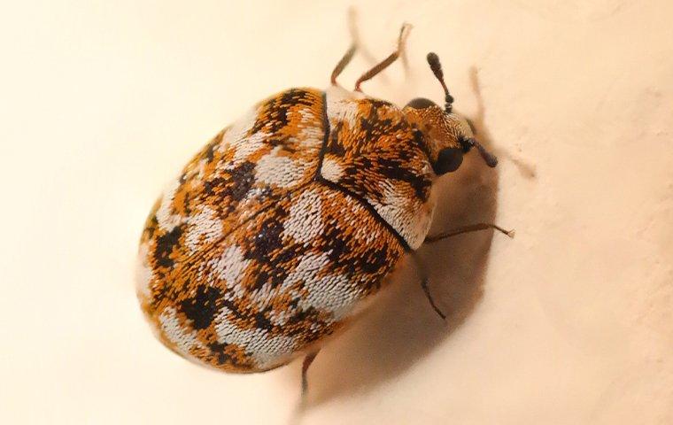 carpet beetle crawling on wall