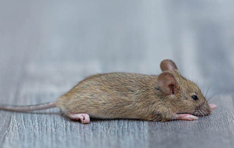 mouse on the floor of a home